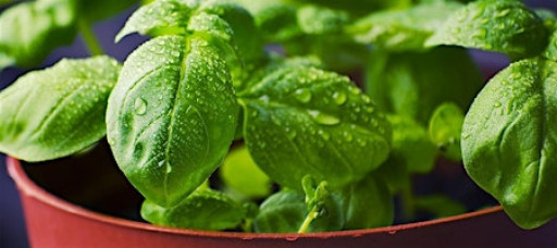 Think Green Thursday: Herbs