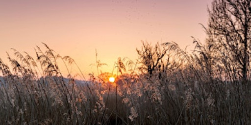Guided birdwatching walk at Hen Reedbeds (WG2 Blyth)