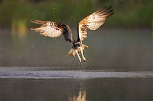 Members' night - Scottish Wildlife Trust Central Borders Group
