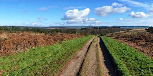 Zest Singles Woodbury Common Walk and lunch at The St George And Dragon