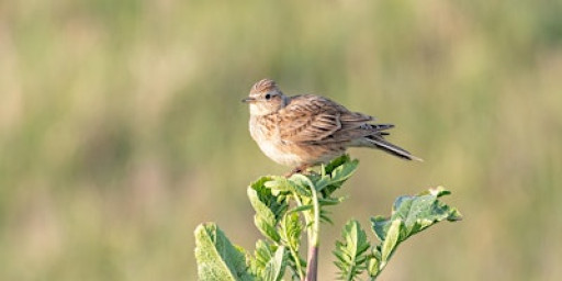 Beginners Nature Photography Workshop at Chesil