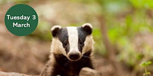 Badger Watching at Gosforth Nature Reserve