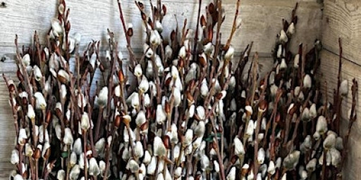 All Forward CONNECTIONS: Willow Harvesting & Conversation at Wine Cellar