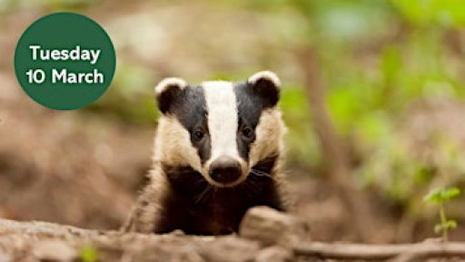 Badger Watching at Gosforth Nature Reserve