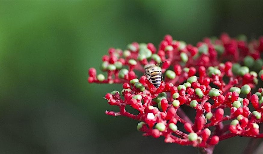 A Walk in God's Garden: Dairy Farm Nature Park (21 Feb 26)