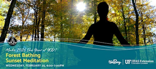 Forest Bathing Sunset Meditation