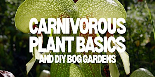 Carnivorous Plant Basics and DIY Bog Gardens w/ Cultivate The City
