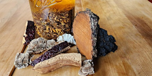 Mushroom Medicine Workshop