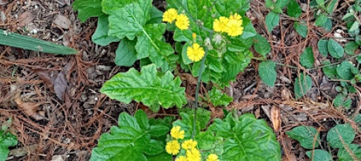 Plant ID Walk & Forage: Wild Edible & Medicinal Neighborhood Winter Plants