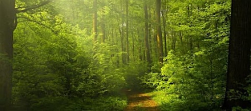 SOUND BATH + GUIDED MEDITATION