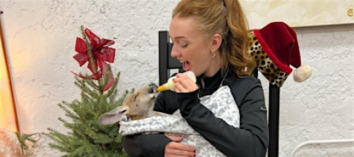 Baby Kangaroo Bottle Feeding