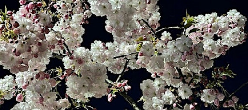 Spring Equinox Yin Yoga Gong Bath