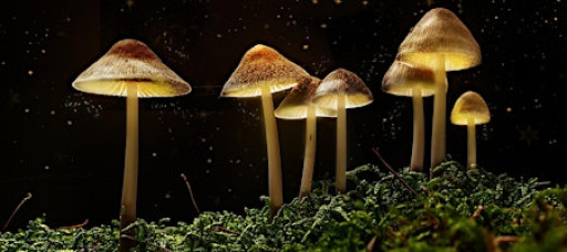 The Science of Magic Mushrooms with Dr David Luke