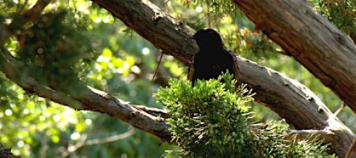 Visual Composition Seminar : Mar 28 , Saturday 2:30 - 5:00 PM