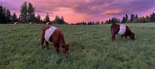 Meat & Greet: a hands-on visit with pasture-raised sheep and cattle