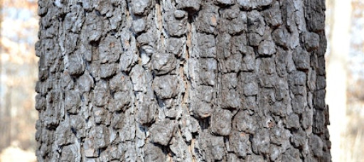 Tree Time: Amazing Tree Bark I