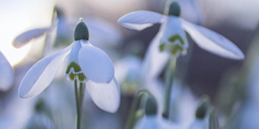 Snowdrops at Wye Valley Sculpture Garden