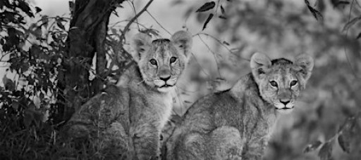 Wildlife photography with Matthew Williams-Ellis