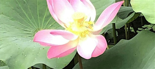 Sunday Morning Outdoor Yoga (Beginners)@Botanic Gardens