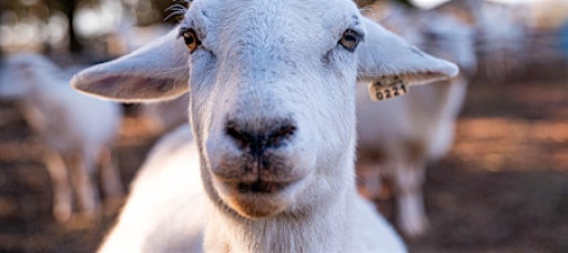 Shepherd Experience: Farm Tour with Sheep Interaction