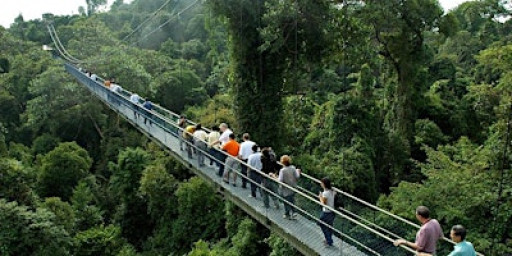 MacRitchie TreeTop Walk