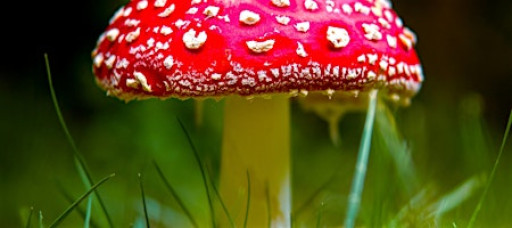 Mushroom! Ceramics Incense Holder DIY