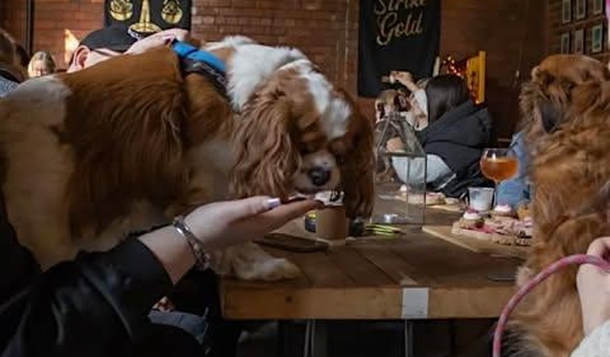 Valentines Dog Afternoon Tea