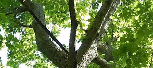 Naturalist Walk: Dendrology