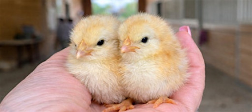 General admission/petting zoo