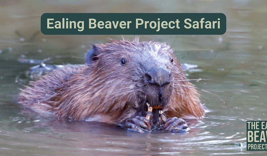 Ealing Beaver Project Safari