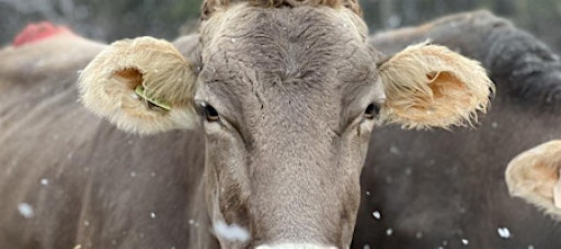 How Now, Winter Cow?