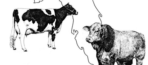 2026 Florida Ruminant Nutrition Symposium