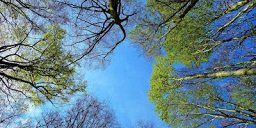 Weekend Wellness: Summer Solstice Forest Bathing in Hothfield Heathlands