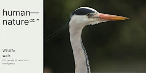 human—nature: Wildlife Walk | Woodberry Wetlands