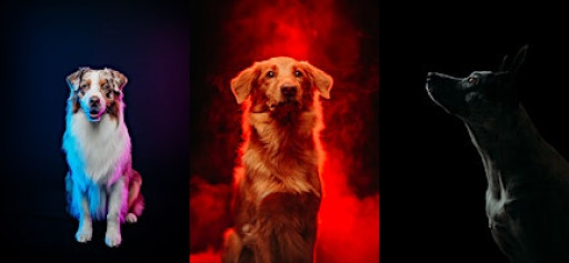 Creative Dog Photography Workshop with Anabel DFlux - Santa Ana