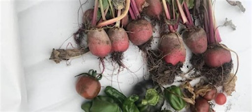 Community Garden Club