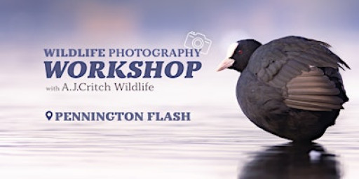 Wildlife Photography Workshop with A.J.Critch Wildlife