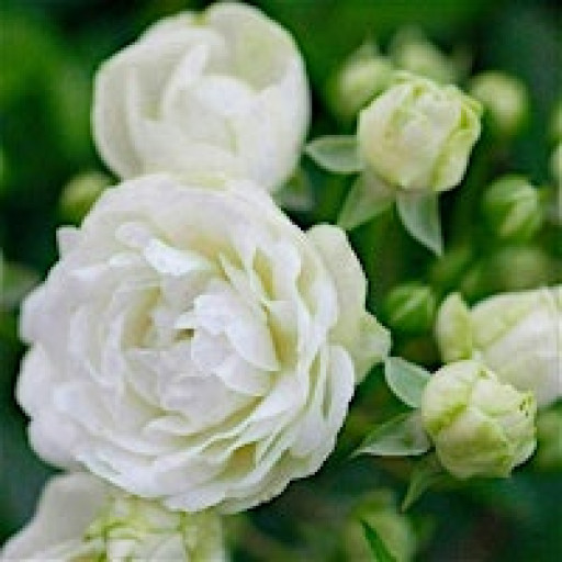 Winter White Flower Arrangement Workshop at Crook Hall Gardens, Durham