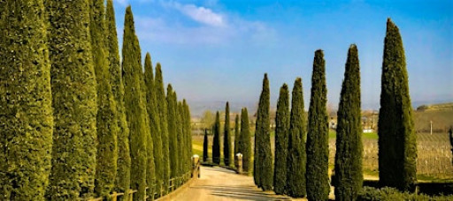 Meditation Discovered