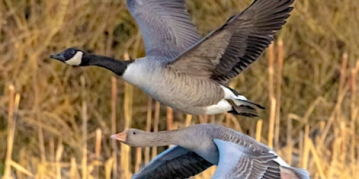 Wildlife Photography for Beginners at North Cave Wetlands