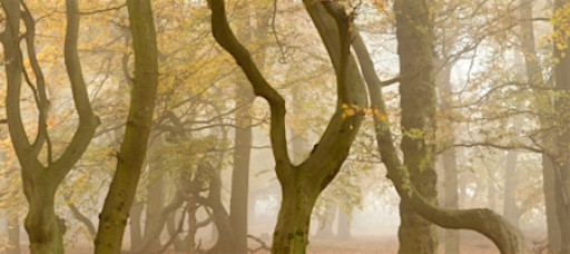 Listening to the Forest