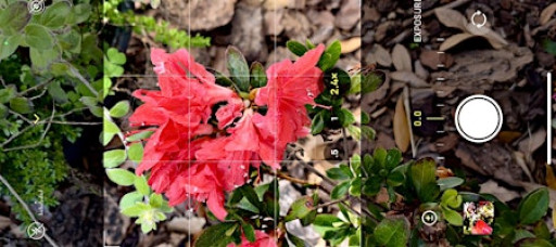 iPhone Photography - Beginner to Intermediate