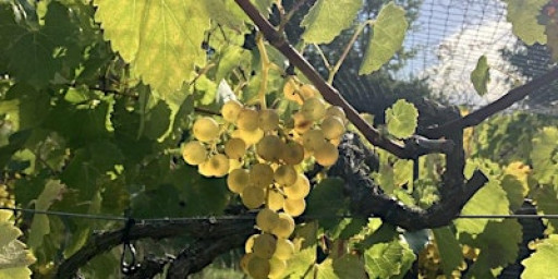 Beyond Prestige: A Low-Intervention Wine Tasting Series (Session 1)