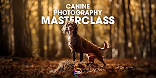 Canine Photography Masterclass with Abbie Kyte