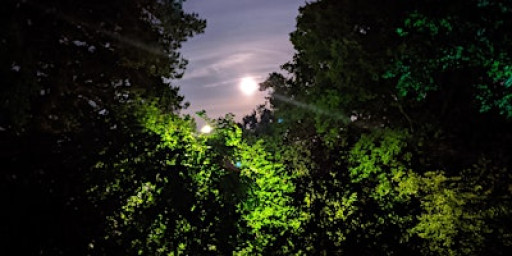 Gentle Yoga & Sound Bath