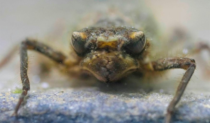 Underwater photography with Jack Perks