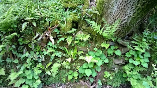 Spring Foraging Walk in Witton Country Park - Morning