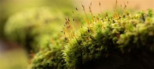 Peterboro' Local Group Event: Winter Wonders of Old Sulehay Nature Reserve