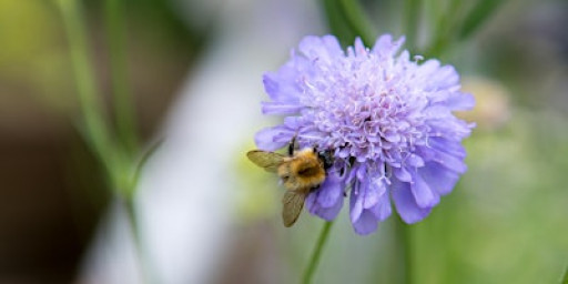 Wilder Gardens Workshop: Introduction to Wildlife Gardening