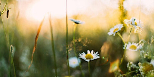 Move Within: A Day of Embodied Yoga & Wellness